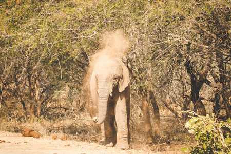 南非自然保护区内一头非洲象的特写镜头