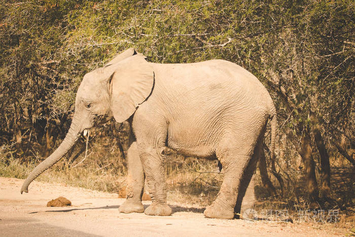 南非自然保护区内一头非洲象的特写镜头