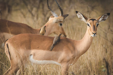 南非一个国家公园中的Impalas特写图片