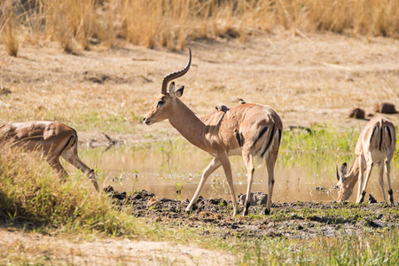 南非一个国家公园中的Impalas特写图片