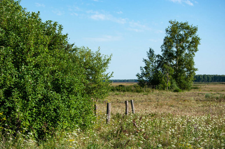 俄罗斯中部的草地田野和树林。南秋明地区。夏天。