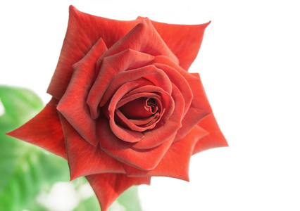 三月8号假期的红玫瑰是孤立的白色背景。