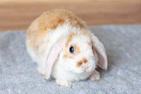 耳朵小红白色兔2个月大的兔子灰色背景动物和宠物的概念照片
