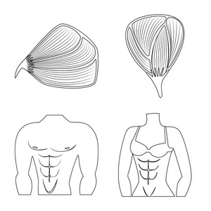 纤维和肌肉体征的矢量例证。网络纤维和车身股票符号集