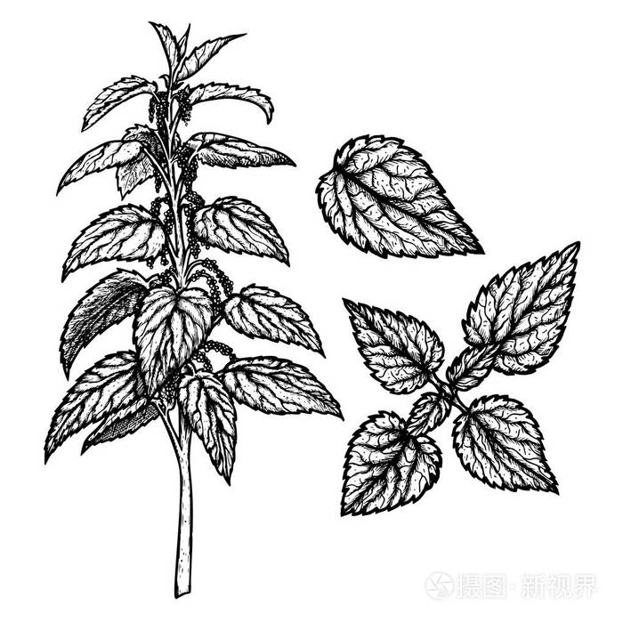 复古矢量草图插画-正版商用图片18ohz0-摄图新视界