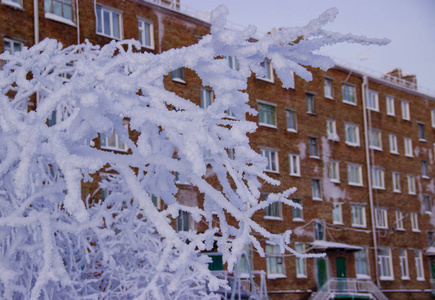 树上覆盖着毛茸茸的雪。