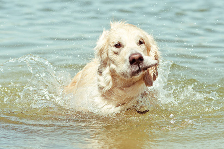 有趣的湿金毛猎犬在湖里游泳时抖落水面