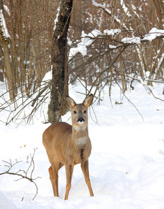 冬林背景下的幼鹿