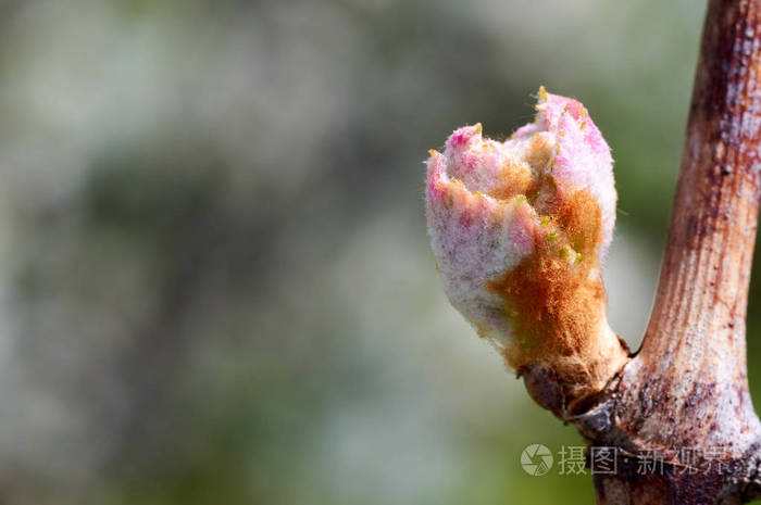葡萄藤亚种的芽.春天初新叶发芽
