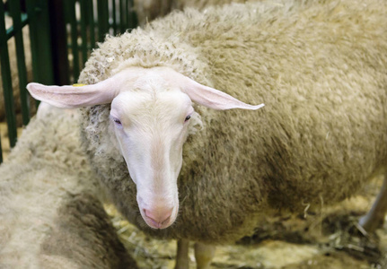 羊。 东方弗里斯兰品种。 东方弗里斯兰羊种是以德国北部和荷兰东部弗里斯兰的繁殖地命名的。 在产奶方面，这是最好的或最好的绵羊品种