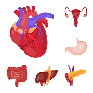 解剖和器官图标的矢量设计。网络解剖学和医学股票符号的一套