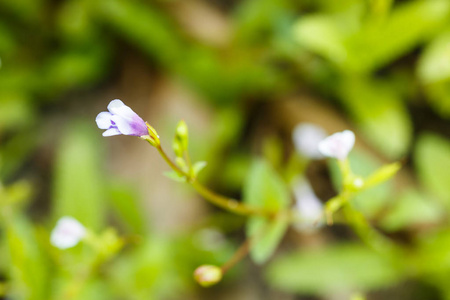 森林中紫色的草花