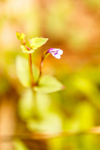 合上紫色草花