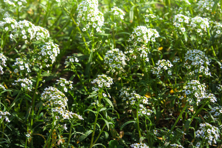 白色的小花簇在阳光下绽放，照亮了夏天的草地。美丽的天然花卉背景，浅景深。