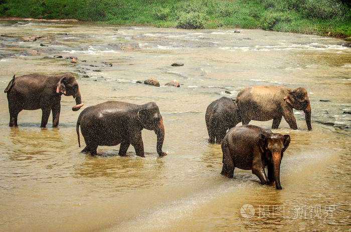 大象喜欢在皮纳瓦拉保护区游泳。斯里兰卡。