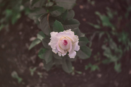 小粉红色玫瑰复古风格的深色色调