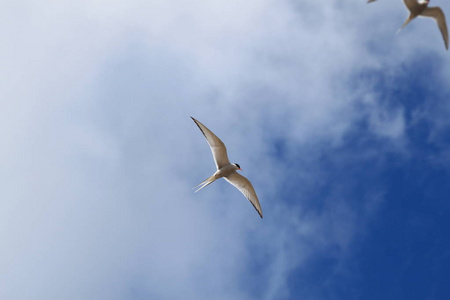 一只可爱有趣的水手熊在灯塔附近的船上航行,海鸥在天空中飘着云彩,用