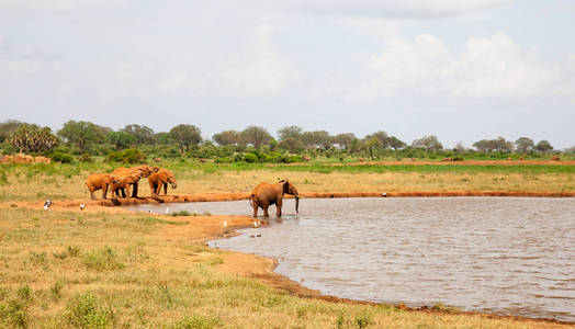 许多红象在水坑上