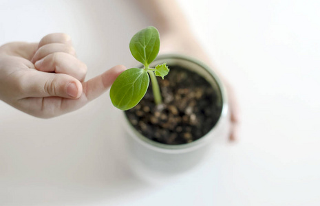 婴儿手拿着绿色的小植物。关心新的生活。孩子的手选择性对焦。地球日假期。世界环境日。关爱世界, 生态理念