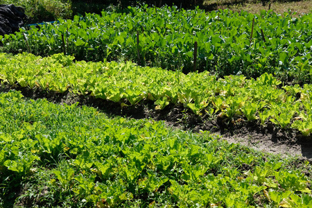 在农场生长的植物。 农田花园中可食种植园