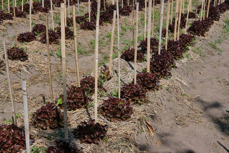 红橡树生菜种植在农场。 农田花园中可食种植园