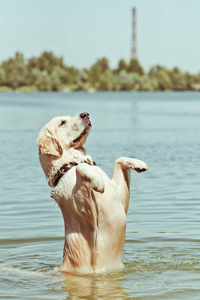 有趣的湿金毛猎犬站在水中的后腿上