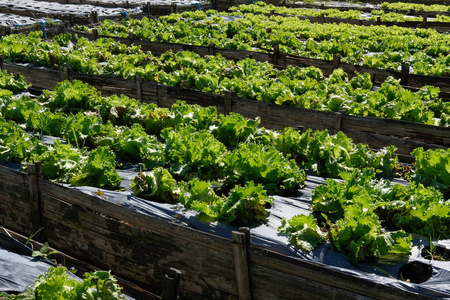 莴苣植物生长在农场。 农田花园中可食种植园