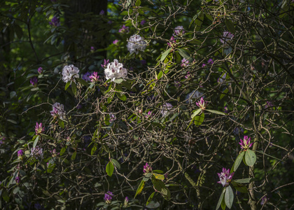 杜鹃花的美丽花朵