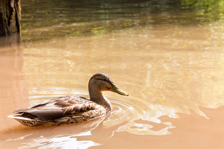 一只棕色的鸭子在河里的水里游泳。