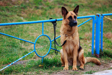 狗种德国牧羊犬，系在公园的栅栏上