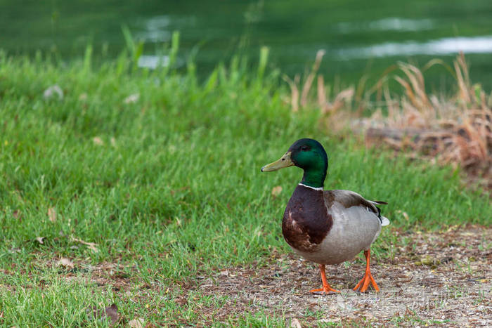 一只头上有绿色彩虹羽毛的雄性野鸭在春天沿着池塘的海岸线行走