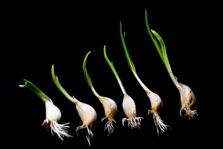 冬天大蒜发芽了. 新鲜的调料照片