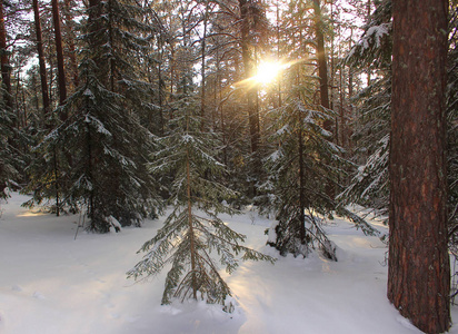 雪的景观覆盖了冬季针叶林和明亮的阳光穿过树林。 日出日落在寒冷的雪林中。 日落或日出在雪冷的泰加。 美丽的风景景色