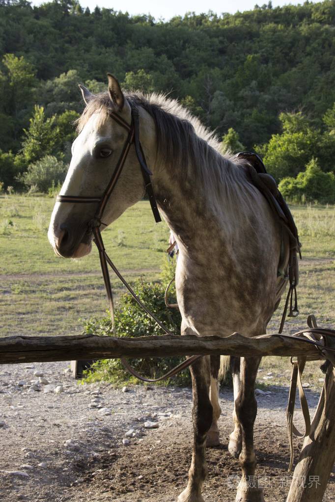 一匹漂亮的斑纹灰马被绑在横杆上