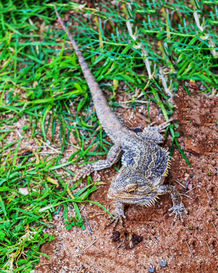 爬行动物一类脊椎动物