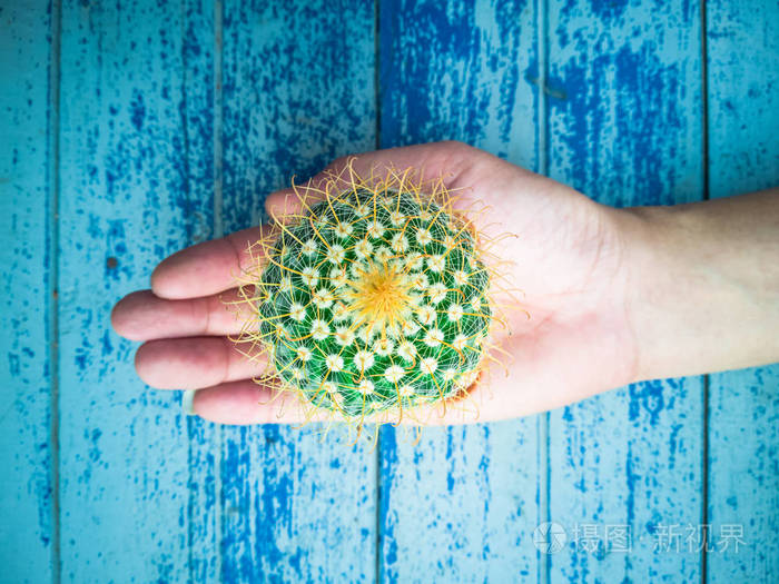 小仙人掌在男人手中的环保理念