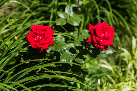 绿丛中的两朵红玫瑰花