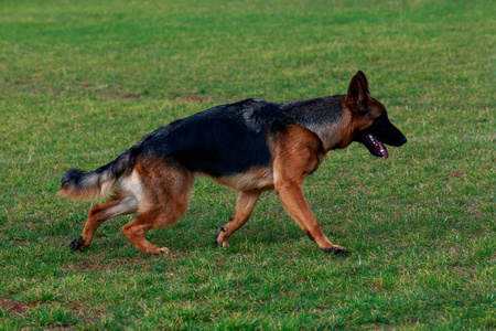 狗种德国牧羊犬在公园的绿草上奔跑