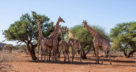 南非热带草原的一群长颈鹿