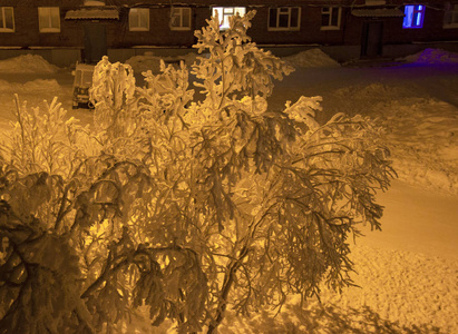 树上覆盖着毛茸茸的雪。