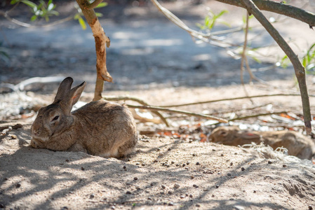  Rabbit Island 34