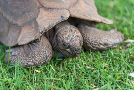 草地上的大象乌龟。