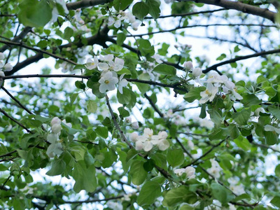 一棵苹果树的花朵一个春天的枝条一个开花的苹果树在蓝天上