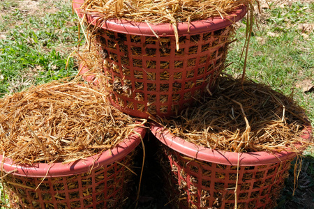 在农场的篮子里种植的草菇