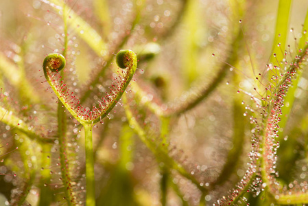 食虫植物图片 食虫植物素材 食虫植物插画 摄图新视界