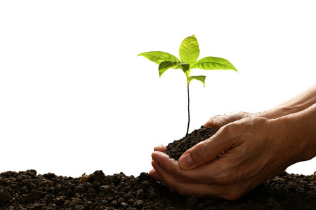 双手捧着一株绿色的年轻植物,与白色背景隔离照片