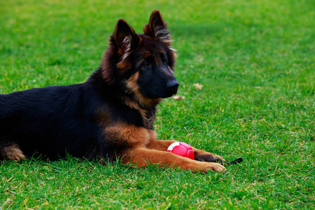 德国牧羊犬的小狗，用球在草地上休息