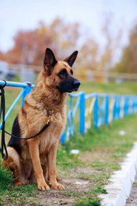 狗种德国牧羊犬，系在公园的栅栏上