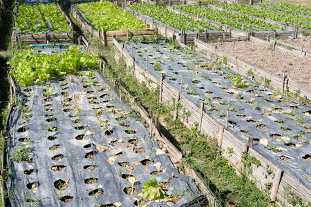 在农场种植的生菜植物。花园中的蔬菜种植园