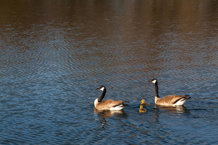 加拿大鹅的父母带着他们新生的鹅宝宝在春天的蛤蜊池塘游泳。